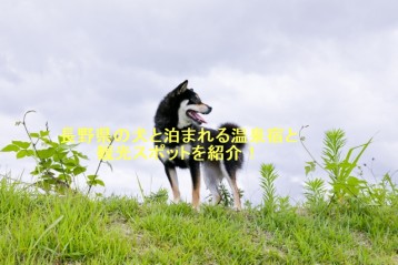 長野県の犬と泊まれる温泉宿と観光スポットを紹介！