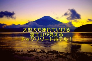 大型犬も連れていける富士山が見えるドッグリゾートホテル！